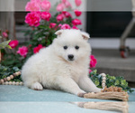 Small #3 American Eskimo Dog