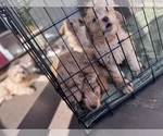 Small Photo #60 Goldendoodle Puppy For Sale in HARTFORD, CT, USA
