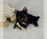 cute puppy - Female Yorkshire Terrier Puppy for Sale - Photo #7