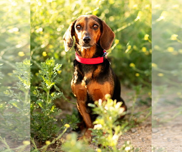 Medium Photo #6 Dachshund Puppy For Sale in Corona, CA, USA