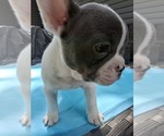 Small #1 French Bulldog