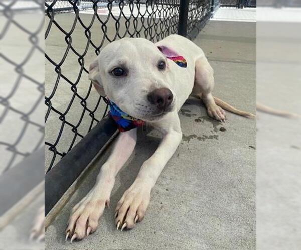 Medium Photo #1 American Pit Bull Terrier-Unknown Mix Puppy For Sale in Tulsa, OK, USA