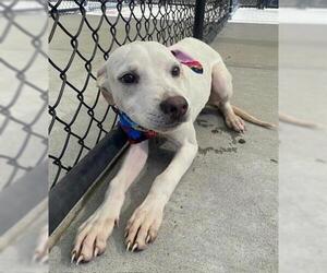 American Pit Bull Terrier-Unknown Mix Dogs for adoption in Tulsa, OK, USA