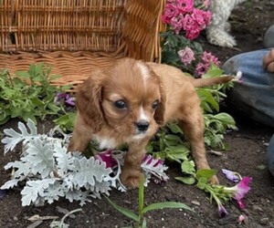 Cavalier King Charles Spaniel Puppy for sale in THORP, WI, USA