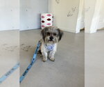 Small #2 Mutt