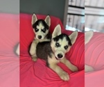 Small #4 Siberian Husky