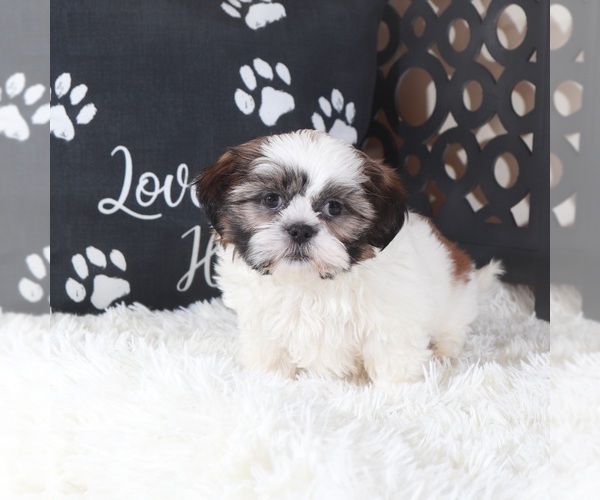 Medium Photo #3 Shih Tzu Puppy For Sale in MOUNT VERNON, OH, USA