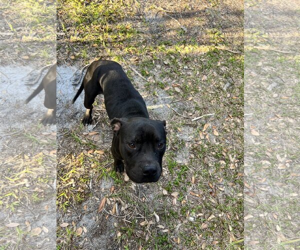 Medium Photo #2 American Staffordshire Terrier-Unknown Mix Puppy For Sale in Tampa, FL, USA