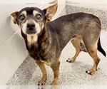 Small #2 Chihuahua Mix