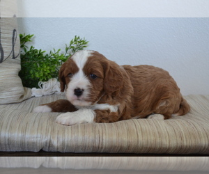 Cavapoo (Toy) Litter for sale in GREENWOOD, WI, USA