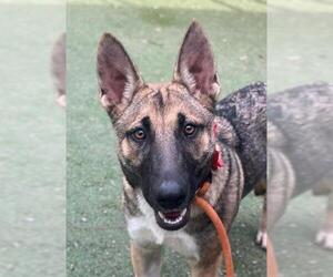 Akita-Unknown Mix Dogs for adoption in Woodland, CA, USA