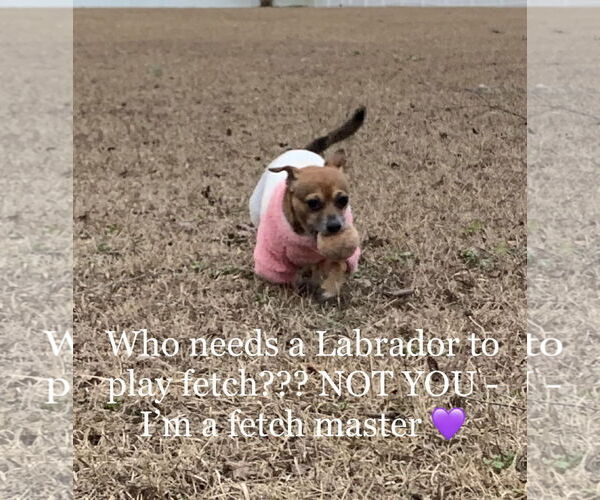 Medium Photo #4 Chihuahua-Unknown Mix Puppy For Sale in Holly Springs, NC, USA