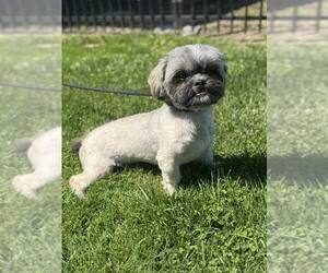 Lhasa Apso Dogs for adoption in Modesto, CA, USA