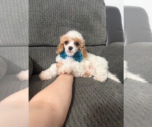 Cavapoo (Toy) Puppy for sale in JEFFERSONVILLE, IN, USA