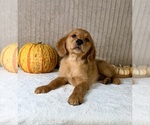 Dalila - Female Golden Retriever Puppy for Sale - Photo #4