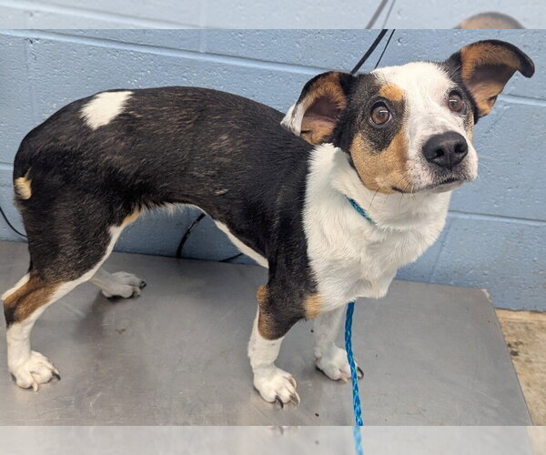 Medium Photo #1 Mutt Puppy For Sale in Evansville, IN, USA
