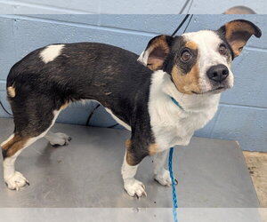 Mutt Dogs for adoption in Evansville, IN, USA