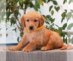 Small #3 Golden Retriever
