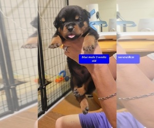 Rottweiler Puppy for sale in MC CALL CREEK, MS, USA