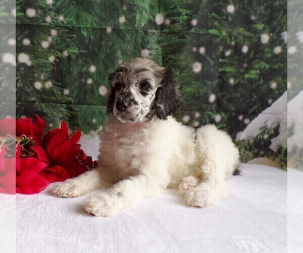 Medium Photo #2 Poodle (Standard) Puppy For Sale in CHRISTIANA, PA, USA