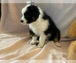 Small Photo #7 Australian Shepherd Puppy For Sale in HANOVER PARK, IL, USA