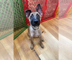 Mutt Dogs for adoption in Brooklyn, NY, USA