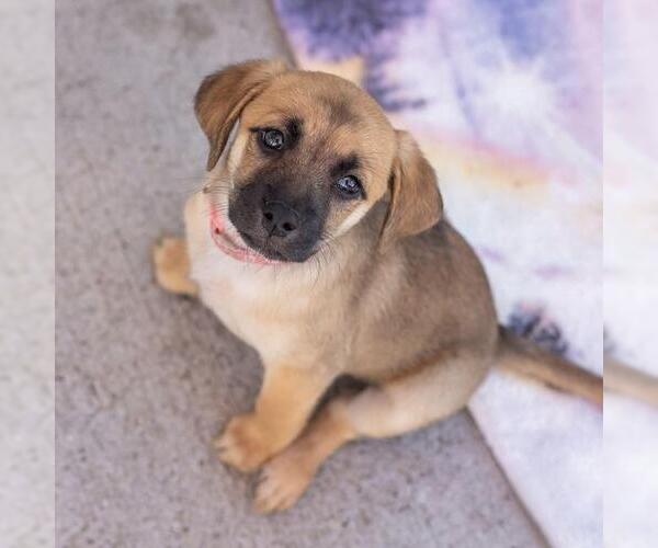 Medium Photo #2 Chihuahua-Unknown Mix Puppy For Sale in San Diego, CA, USA