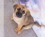 Small #1 Chihuahua Mix