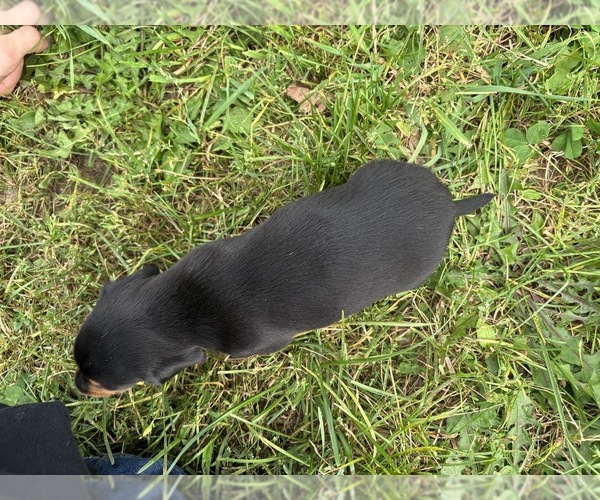 Medium Photo #30 Dachshund Puppy For Sale in MONONA, IA, USA