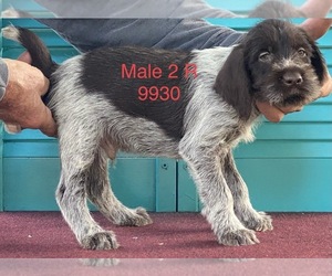 Wirehaired Pointing Griffon Puppy for Sale in ATHENS, Alabama USA