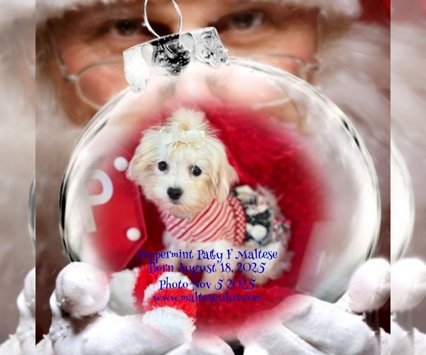 Medium Photo #1 Maltese Puppy For Sale in SILVERHILL, AL, USA