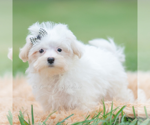 Medium Photo #4 Maltipoo (Miniature) Puppy For Sale in WARSAW, IN, USA
