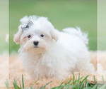 Small Photo #46 Maltipoo (Miniature) Puppy For Sale in WARSAW, IN, USA