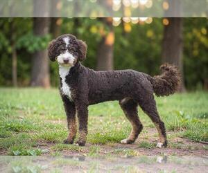 Father of the Bernedoodle (Miniature) puppies born on 04/18/2026