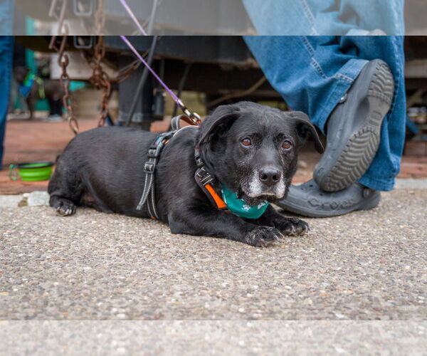 Medium Photo #3 Labbe Puppy For Sale in Shermans Dale, PA, USA