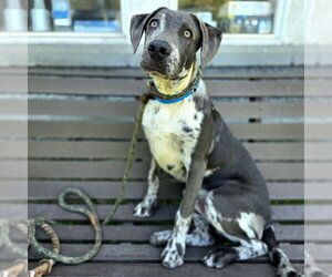 Catahoula Leopard Dog-Unknown Mix Dogs for adoption in Long Beach, CA, USA