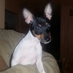Small Photo #1 Fox Terrier (Toy) Puppy For Sale in GAINESVILLE, KY, USA