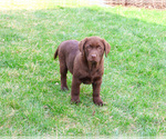 Small #9 Labrador Retriever