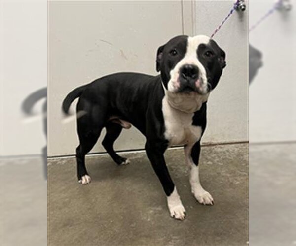 Medium Photo #1 Staffordshire Bull Terrier Puppy For Sale in Rosenberg, TX, USA