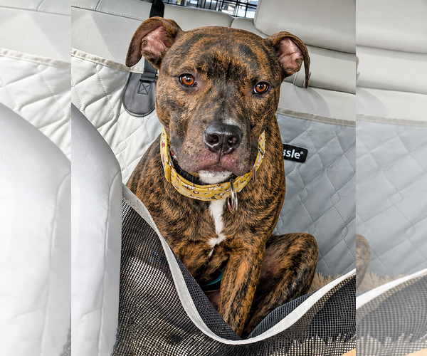 Medium Photo #2 American Pit Bull Terrier-American Staffordshire Terrier Mix Puppy For Sale in Westminster, MA, USA