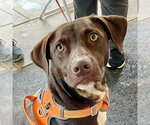 Small Photo #28 Chocolate Labrador retriever-Unknown Mix Puppy For Sale in Canton, CT, USA