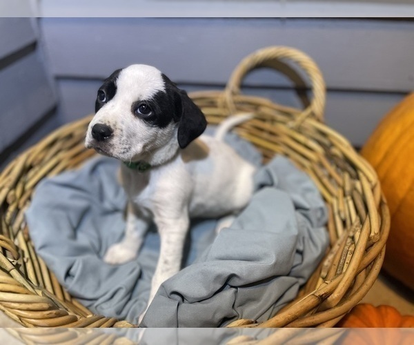 Medium Photo #20 Mutt Puppy For Sale in GRIFFIN, GA, USA
