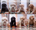 Small #18 Labradoodle