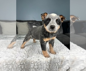 Australian Cattle Dog Puppy for Sale in GREENFIELD, Indiana USA