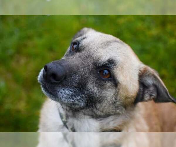 Medium Photo #2 Mutt Puppy For Sale in Arlington, WA, USA