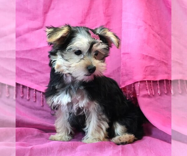 Medium Photo #3 Morkie Puppy For Sale in ROCK VALLEY, IA, USA