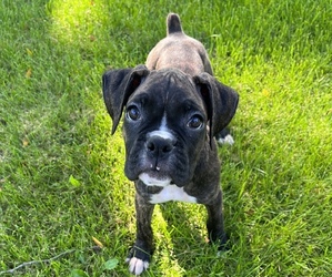Boxer Puppy for Sale in ROCKFORD, Illinois USA