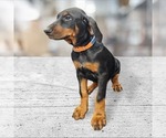 Puppy Orange collar Doberman Pinscher