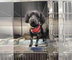 Mutt Dogs for adoption in Westwood, NJ, USA