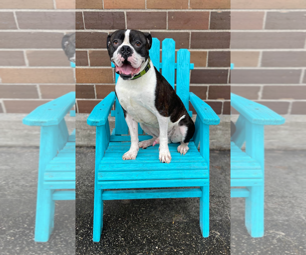 Medium Photo #7 Boxer Puppy For Sale in Burnsville, MN, USA